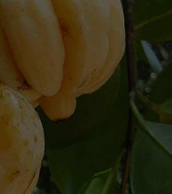 Ako dokáže Garcínia kambodžská pomôcť tvojmu telu?