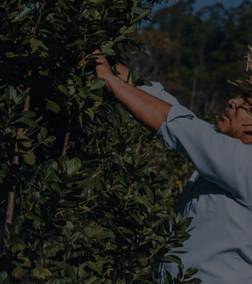 Yerba Maté: Prírodný predtréningový zázrak z Južnej Ameriky